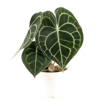 Kamerplant - Anthurium Clarinervium - Pot Ø 12cm Hoogte ↕ 30cm