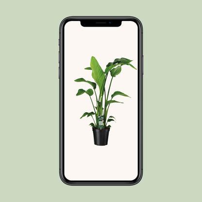 Kamerplant - Strelitzia Nicolai - Pot Ø 19cm Hoogte ↕ 90cm