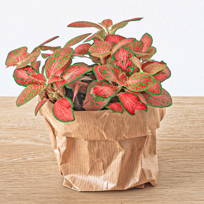 Planten terrarium navulling & startpakket - Jungle