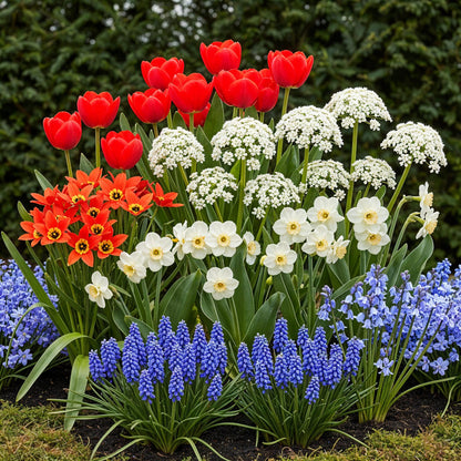 Bloembollen - Bulbs From Holland - Diverse Kleuren - 125 stuks - Geschenkverpakking