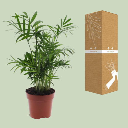 Kamerplant - Chamaedorea Elegans - Mexicaanse Bergpalm - Pot Ø 12cm Hoogte ↕ 40cm