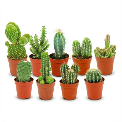 Kamerplant 9x Mini Cactus Set - Pot Ø 5.5cm Hoogte ↕ 5-10cm