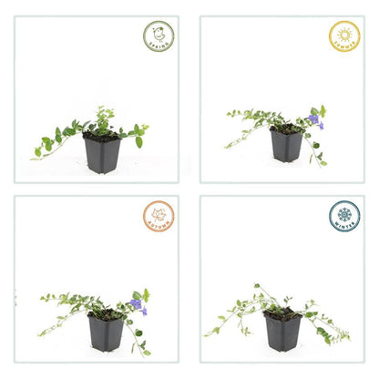 Buitenplant 60x Vinca minor 'Argenteovariegata' - Pot Ø 9cm Hoogte ↕ 10-25cm