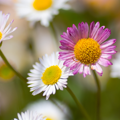 Buitenplant 6x Erigeron karvinskianus - Bloeiend - Pot Ø 9cm Hoogte ↕ 10-25cm