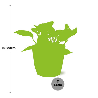 Kamerplant - Scindapsus (Epipremnum) Marble Queen - Hangplant - Pot Ø 14cm