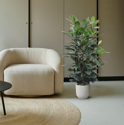 XL kamerplant - Ficus Cyathistipula struik - Pot Ø 34cm Hoogte ↕ 140cm