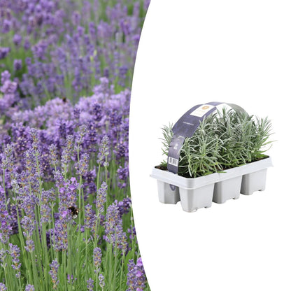 Buitenplant 6x Lavandula angustifolia - Lavendel - Pot Ø 7cm Hoogte ↕ 15cm