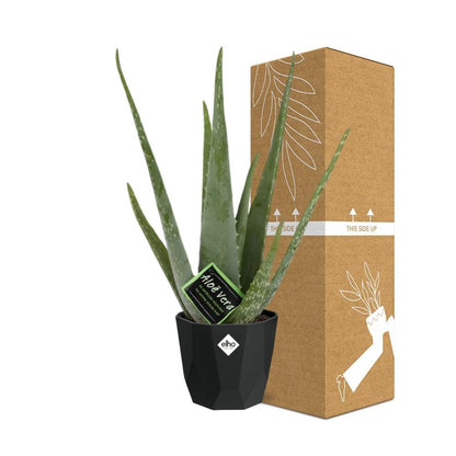 Kamerplant - Aloe Vera - Pot Ø 14cm Hoogte ↕ 12cm