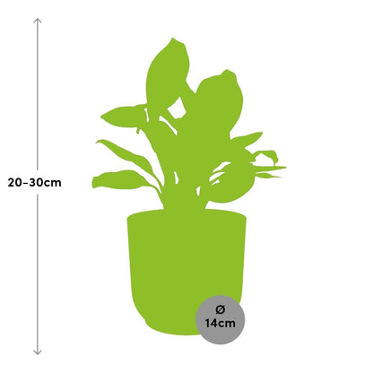 Kamerplant - Aglaonema Christina - Pot Ø 14cm