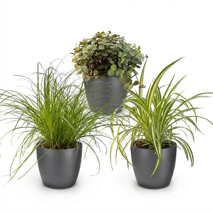 Kamerplant 3x Mix - Cyperus, Callisia & Chlorophytum - Pot Ø 12cm Hoogte ↕ 20cm