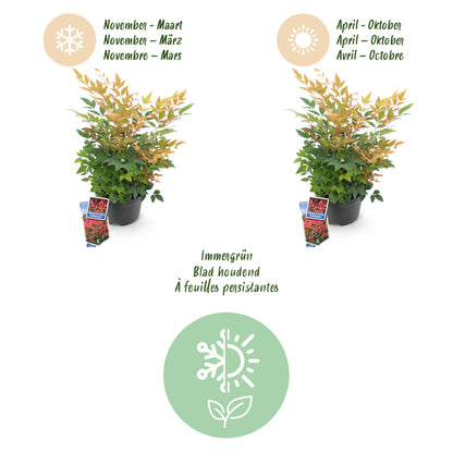 Buitenplant - Nandina domestica 'Gulfstream' - Pot Ø 17cm Hoogte ↕ 45cm