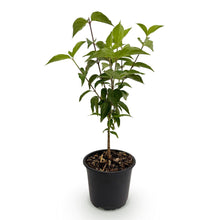 Buitenplant - Cornus kousa chinensis - Bloeiend - Pot Ø 12cm Hoogte ↕ 35cm