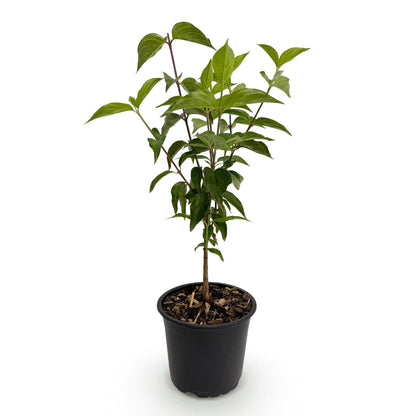 Buitenplant - Cornus kousa chinensis - Bloeiend - Pot Ø 12cm Hoogte ↕ 35cm