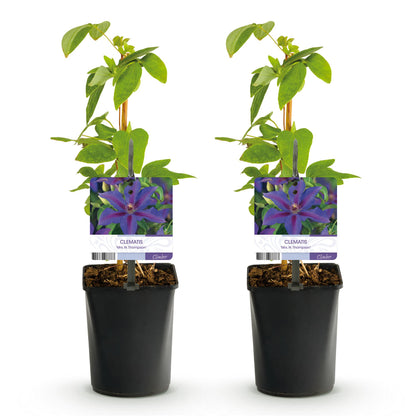 Buitenplant 2x Clematis Mrs. N. Thompson - Bloeiend - Pot Ø 11cm Hoogte ↕ 40cm