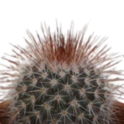 Kamerplant 5x Cactus mix - in terracotta pot - Pot Ø 5.5cm