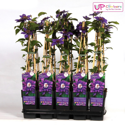 Buitenplant - Clematis 'Multi Blue' - Bloeiend - Pot Ø 15cm Hoogte ↕ 65cm