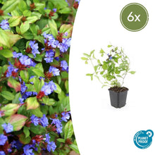 Buitenplant 6x Ceratostigma plumbaginoides - Bloeiend - Pot Ø 9cm Hoogte ↕ 10-25cm