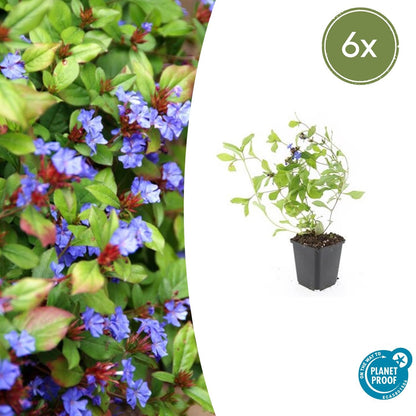 Buitenplant 6x Ceratostigma plumbaginoides - Bloeiend - Pot Ø 9cm Hoogte ↕ 10-25cm