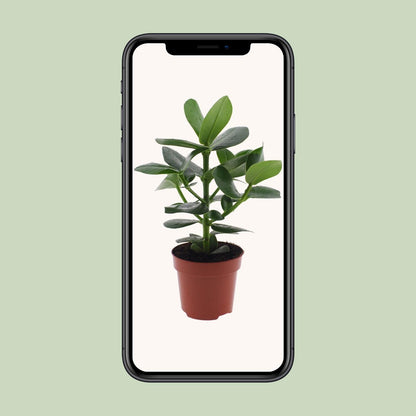Kamerplant - Clusia Rosea Princess - Pot Ø 12cm Hoogte ↕ 15cm