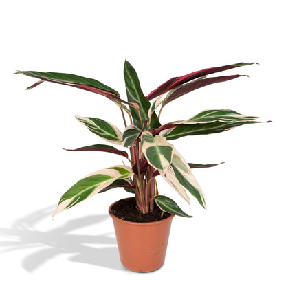 Kamerplant - Calathea Triostar (Pauwenplant) - Pot Ø 19cm Hoogte ↕ 70cm