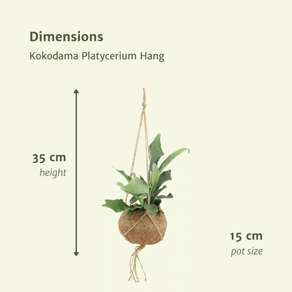 Kamerplant 2x Kokodama Platycerium - Hertshoornvaren - Pot Ø 15cm Hoogte ↕ 35cm