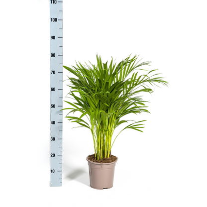 Kamerplant - Dypsis Areca Lutescens - Pot Ø 19cm Hoogte ↕ 80-100cm