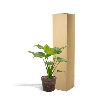 Kamerplant - Alocasia Cucullata - Pot Ø 19cm Hoogte ↕ 65cm