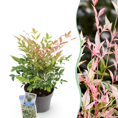 Buitenplant - Nandina 'Twilight' - Groenblijvend - Pot Ø 17cm Hoogte ↕ 45cm