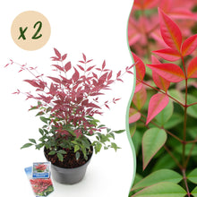 Buitenplant - Nandina domestica 'Obsessed' - Groenblijvend - Pot Ø 17cm Hoogte ↕ 45cm