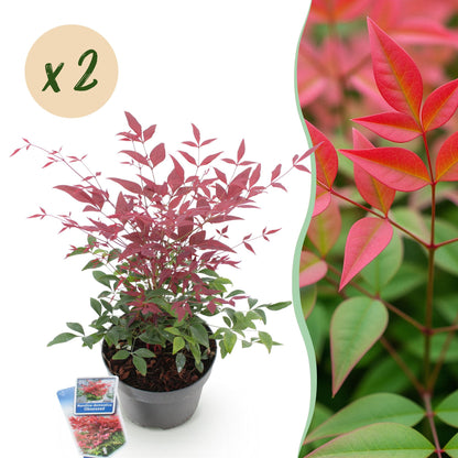 Buitenplant - Nandina domestica 'Obsessed' - Groenblijvend - Pot Ø 17cm Hoogte ↕ 45cm