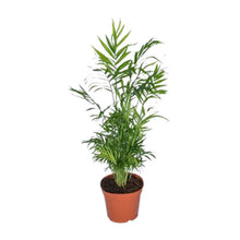 Kamerplant - Chamaedorea Elegans - Mexicaanse Bergpalm - Pot Ø 17cm Hoogte ↕ 55cm