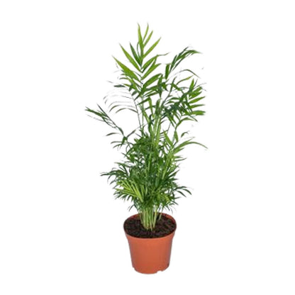 Kamerplant - Chamaedorea Elegans - Mexicaanse Bergpalm - Pot Ø 17cm Hoogte ↕ 55cm