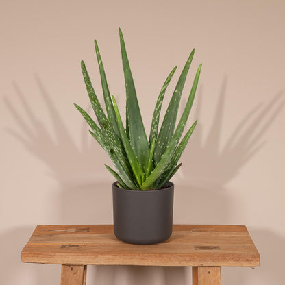 Kamerplant - Aloe Vera - Pot Ø 12cm Hoogte ↕ 40cm