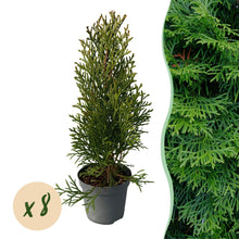 Buitenplant 8x Thuja occidentalis 'Smaragd' - Groenblijvend - Pot Ø 9cm Hoogte ↕ 30-35cm