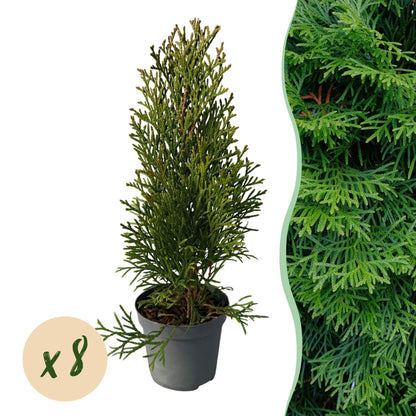 Buitenplant 8x Thuja occidentalis 'Smaragd' - Groenblijvend - Pot Ø 9cm Hoogte ↕ 30-35cm