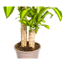 Kamerplant - Dracaena Fragrans Massangeana - Luchtzuiverend - Pot Ø 19cm Hoogte ↕ 70-90cm