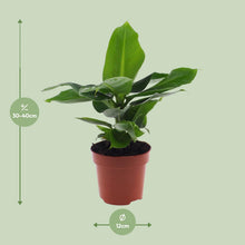 Kamerplant - Musa Oriental Dwarf - Pot Ø 12cm Hoogte ↕ 25cm