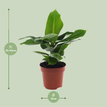 Kamerplant - Musa Oriental Dwarf - Pot Ø 12cm Hoogte ↕ 25cm