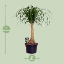 Kamerplant - Beaucarnea Nolina - Pot Ø 23cm Hoogte ↕ 60cm