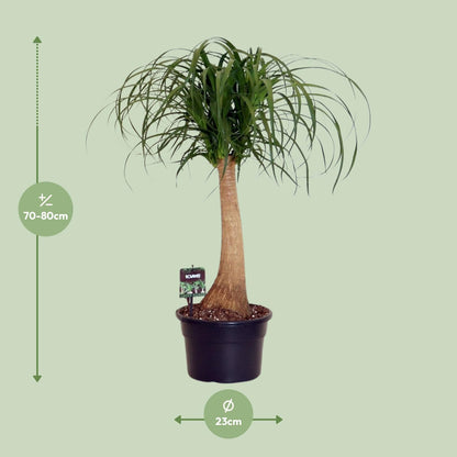 Kamerplant - Beaucarnea Nolina - Pot Ø 23cm Hoogte ↕ 60cm