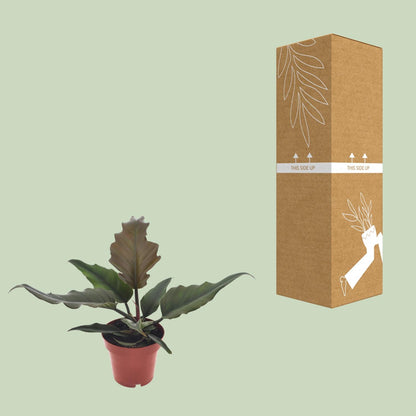 Kamerplant - Philodendron Caramel - Pot Ø 12cm Hoogte ↕ 25cm