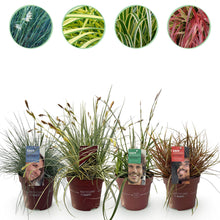 Buitenplant 4x Siergrassen Mix - Bladhoudend - Pot Ø 17cm Hoogte ↕ 50cm