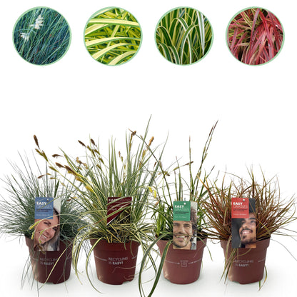 Buitenplant 4x Siergrassen Mix - Bladhoudend - Pot Ø 17cm Hoogte ↕ 50cm