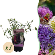 Buitenplant 3x Buddleja davidii Tricolour - Bloeiend - Pot Ø 17cm Hoogte ↕ 30cm