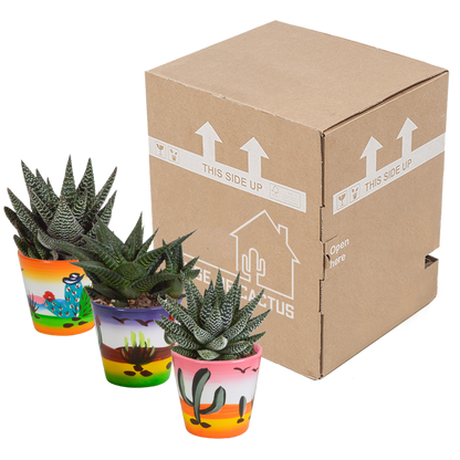 Kamerplant 3x Gasteria/Haworthia mix - Inclusief sierpot - Pot Ø 8,5cm
