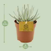 Kamerplant - Senecio Scaposus - Pot Ø 10.5cm Hoogte ↕ 15cm