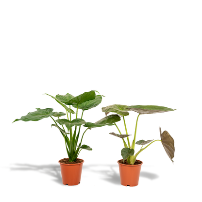 Kamerplant - Alocasia Cucullata + Alocasia Wentii - Pot Ø 19cm Hoogte ↕ 60cm