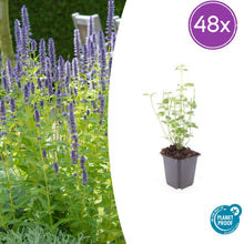 Buitenplant 48x Agastache 'Black Adder' - Bloeiend - Pot Ø 9cm Hoogte ↕ 10-25cm