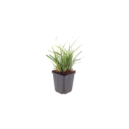 Buitenplant 48x Carex morrowii - Pot Ø 9cm Hoogte ↕ 10-25cm