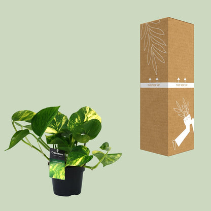 Kamerplant - Scindapsus (Epipremnum) Aureum - Luchtzuiverend - Pot Ø 12cm Hoogte ↕ 25cm